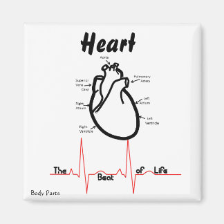 Kroppsdelar - mänskligt hjärta magnet