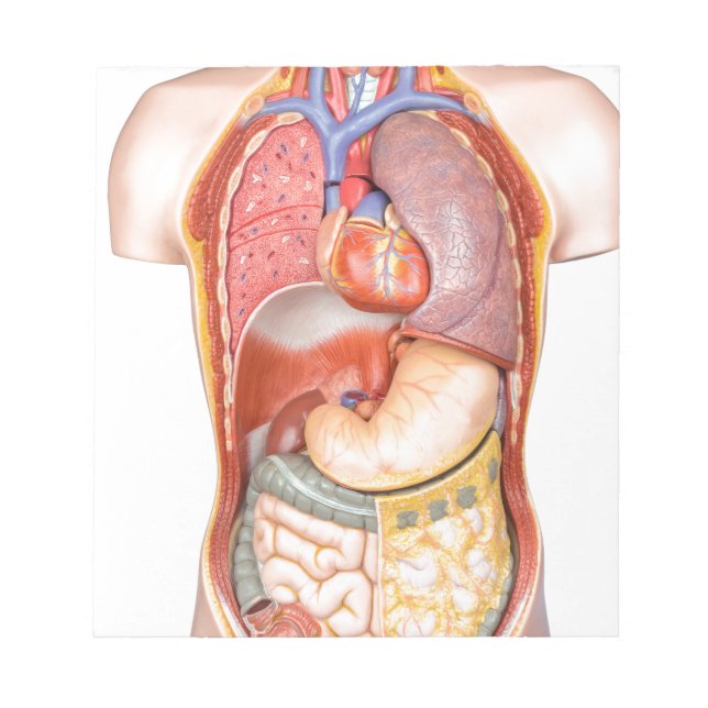 Kroppsmodell med organ isolerade på vitt anteckningsblock (Framsida)