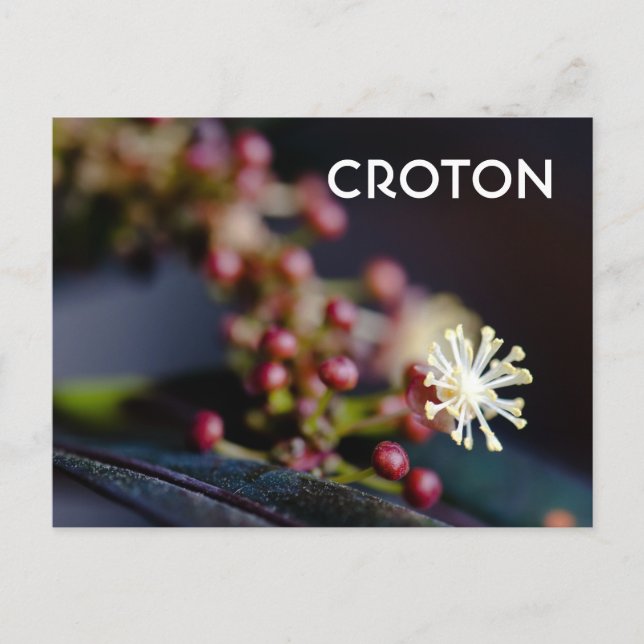 Krotons blomma vykort (Framsida)