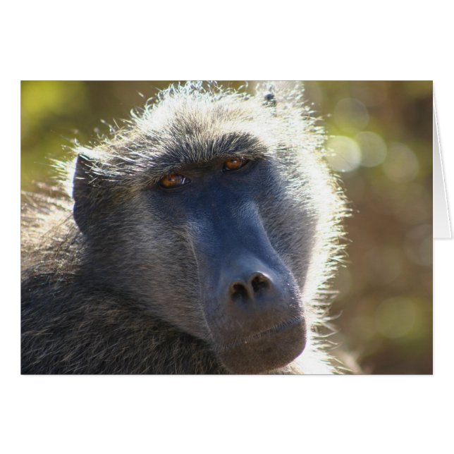 Kruger Baboon Hälsningskort (Framsidan Horizontal)