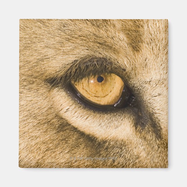 Kruger nationalpark, provinsen Limpopo Magnet (Framsidan)