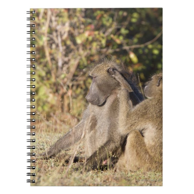 Kruger nationalpark, södra Afrikan Anteckningsbok Med Spiral (Framsidan)