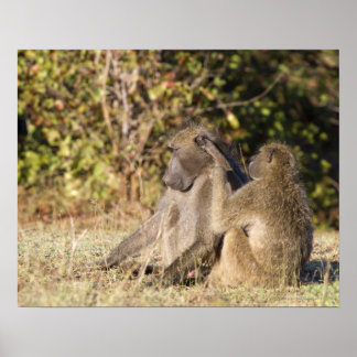 Kruger nationalpark, södra Afrikan Poster