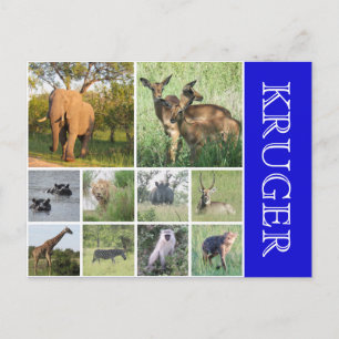 kruger safari vykort