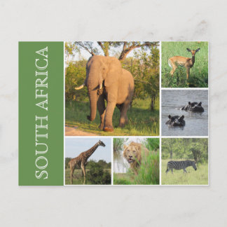 kruger sydafrika vykort