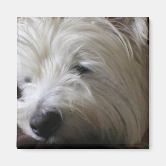 KRW Westie Magnet (Framsidan)