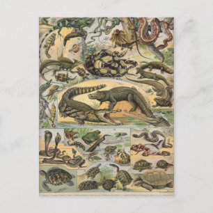Kryddjur Vykort