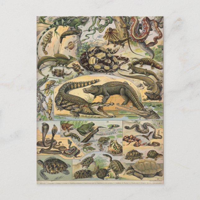 Kryddjur Vykort (Framsida)