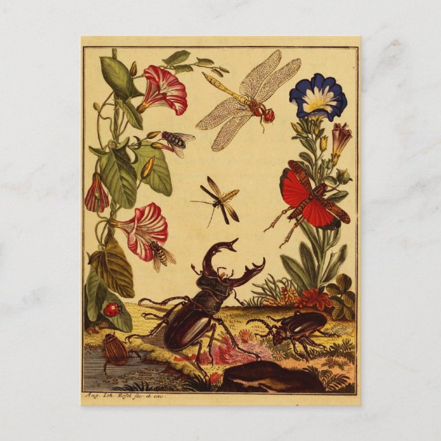 Kryp 1764 vykort (Framsida)