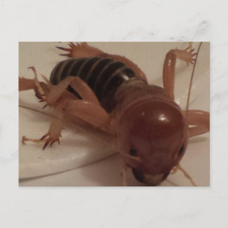 Kryp 1 - utbildad brainfart vykort