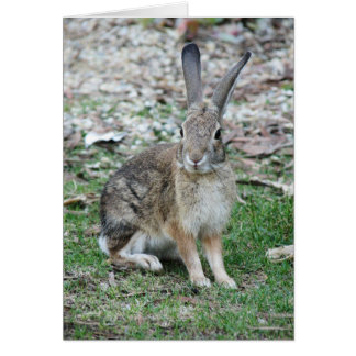 Kryp Bunny Hälsningskort