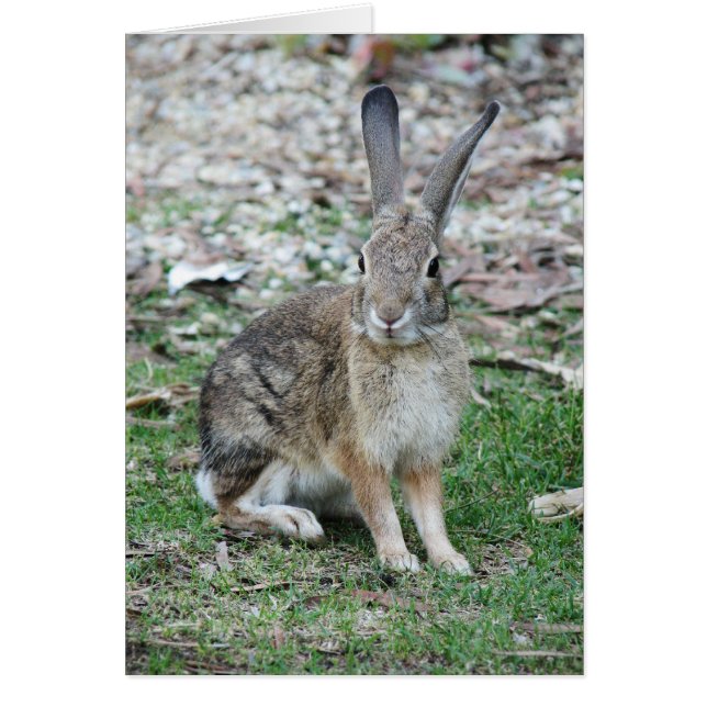 Kryp Bunny Hälsningskort (Framsidan)