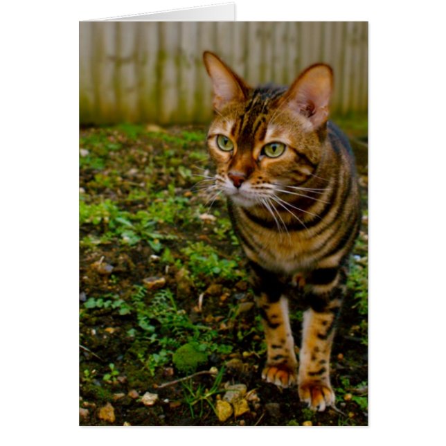 Kryp Hunter Hälsningskort (Framsidan)