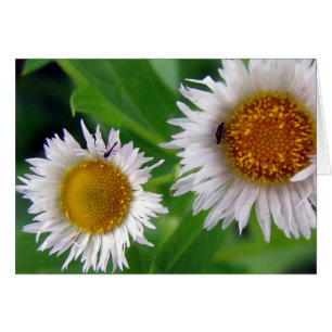 Kryp och vita blommor hälsningskort