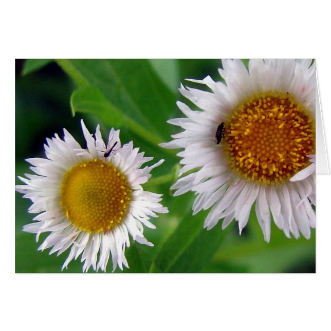 Kryp och vita blommor hälsningskort (Framsidan Horizontal)