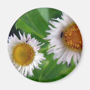 Kryp och vita blommor magnet