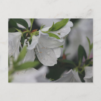 Kryp på Azalea Vykort