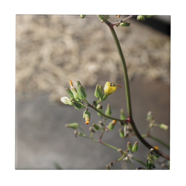 Kryp på Flower Kakelplatta (Framsidan)