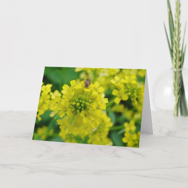 Kryp på Flower Kort (Framsida)