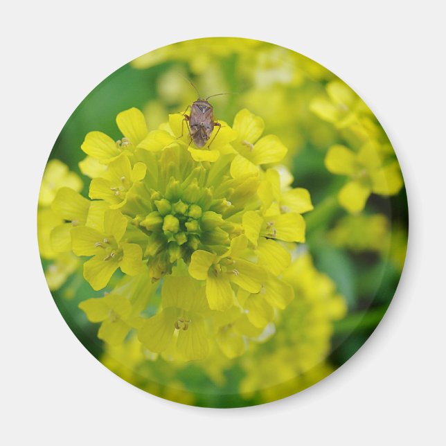 Kryp på Flower Magnet (Framsidan)