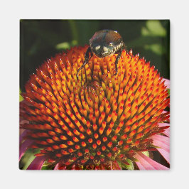 Kryp på Flower Magnet