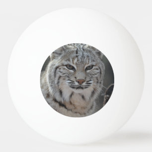 Krypa bobcaten pingisboll