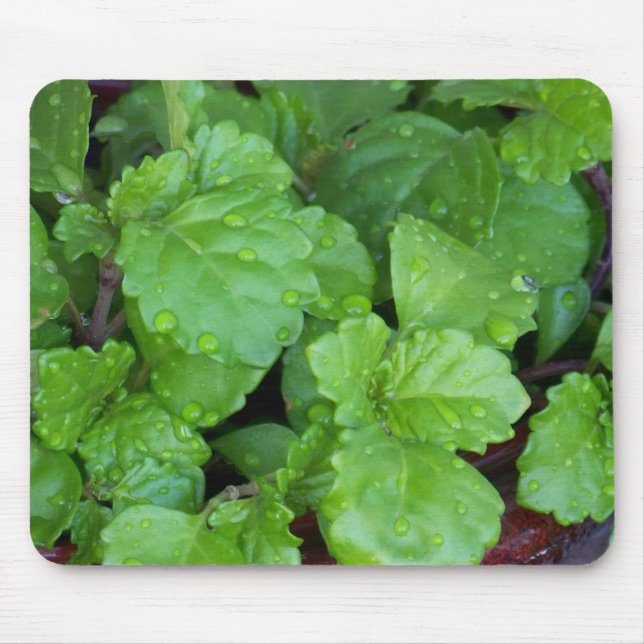 Krypa Charlie Musmatta (Framsidan)