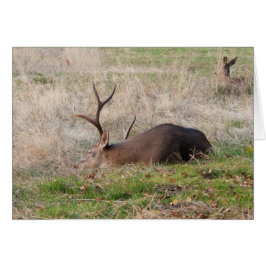 Krypande buffert/Vakna mig för kummeln Hälsningskort