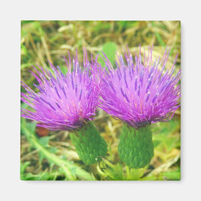 Krypande eller Fält Thistle Magnet (Framsidan)