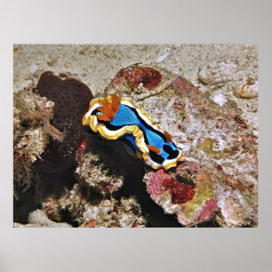Krypande kromodoris poster