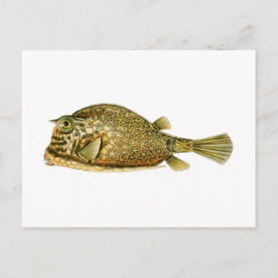 Krypkrabbad gråsej vykort