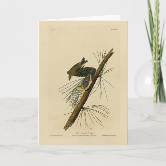Krypningspaket i gräs - Audubon's Birds of America Kort (Framsida)