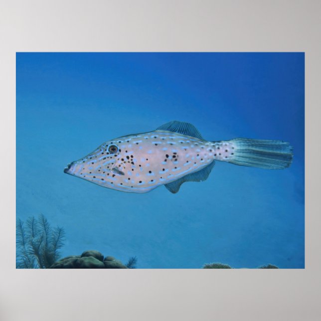 Krypterad fisk poster (Framsidan)