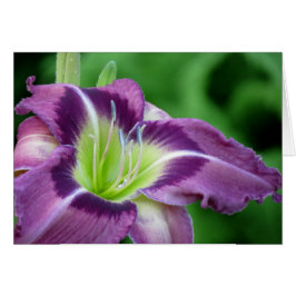 Krypton Core - Daylily Hälsningskort