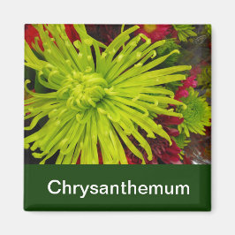 krysantemablommor magnet