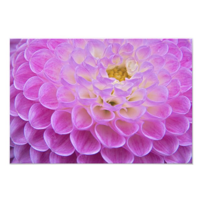 Krysantemum blomma dekorerar gravplats i fototryck (Framsidan)
