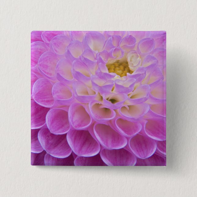 Krysantemum blomma dekorerar gravplats i knapp (Framsida)