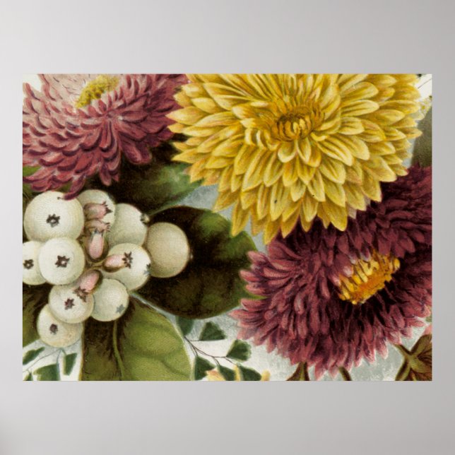 Krysantemum Blomma Mum Blommig Poster (Framsidan)
