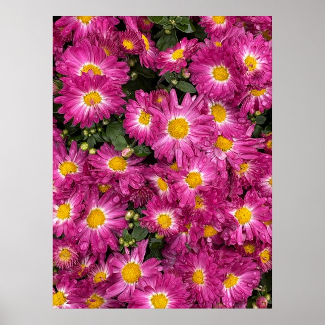 Krysantemum Poster (Framsidan)