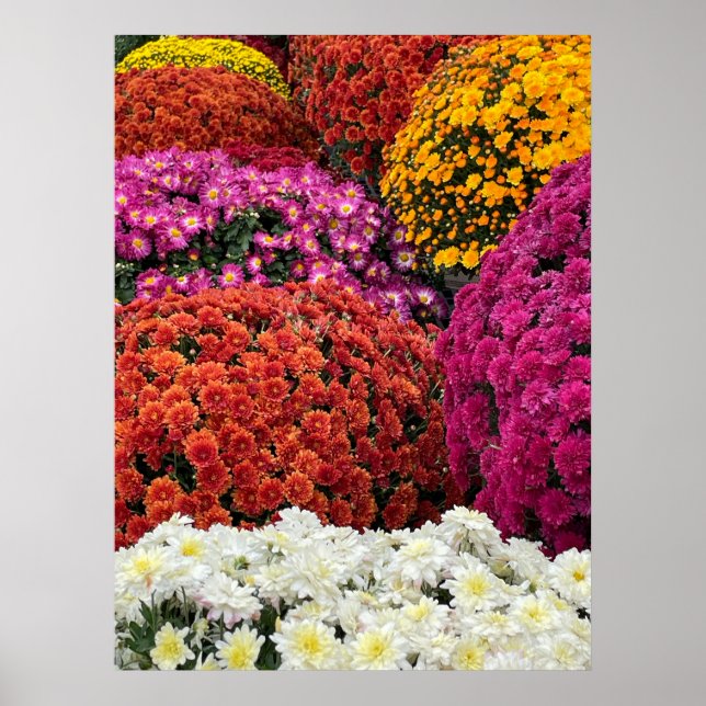 Krysantemum Poster (Framsidan)