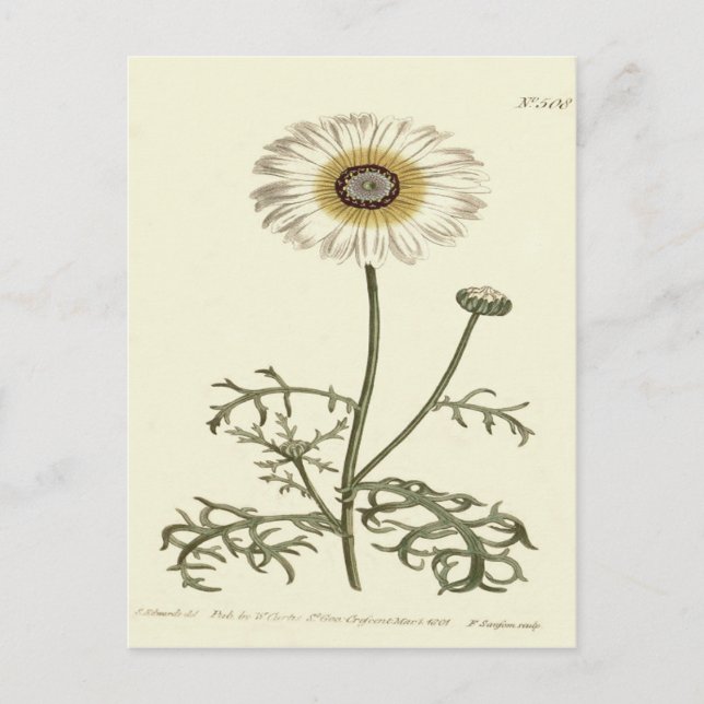 Krysantemum Trefärgad Gul Illustration Vykort (Framsida)