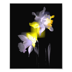 Kuba Daffodils Fototryck