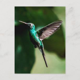 Kuban Emerald Hummingbird Flies Postcard Vykort