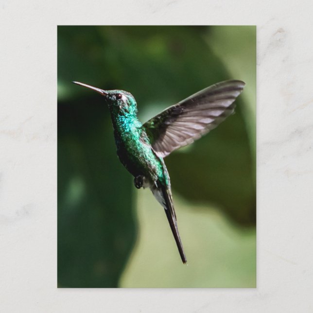 Kuban Emerald Hummingbird Flies Postcard Vykort (Framsida)