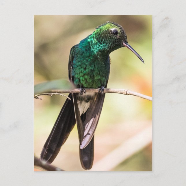 Kuban Emerald Hummingbird Vykort (Framsida)
