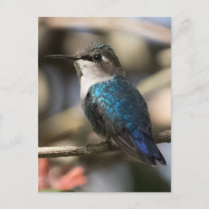 Kubansk Bee Hummingbird Vykort