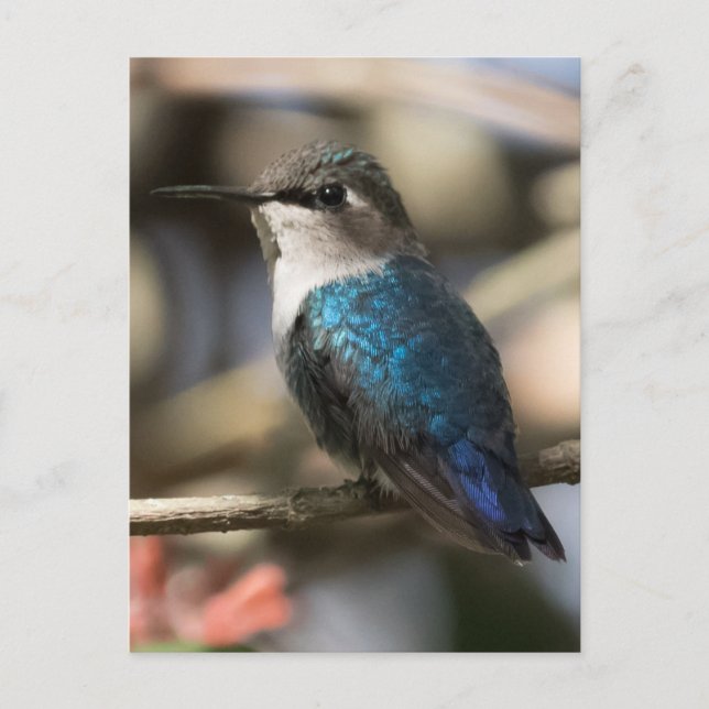 Kubansk Bee Hummingbird Vykort (Framsida)