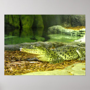 Kubansk krokodil poster