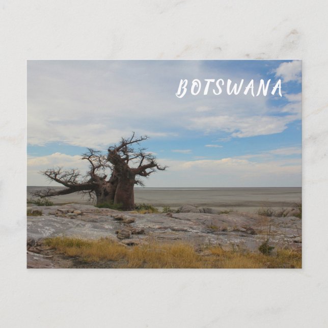 Kubu Island Baobab Träd Baobabs Botswana Scenery Vykort (Framsida)