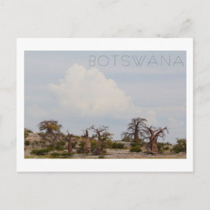 Kubu Island Baobab Träd Baobabs Botswana Scenery Vykort